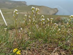Arabis recta