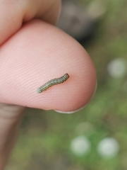 Cosmia trapezina