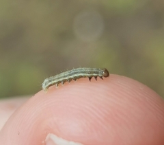 Cosmia trapezina