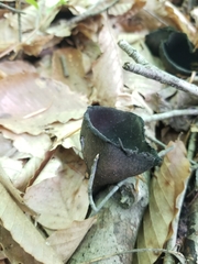 Urnula