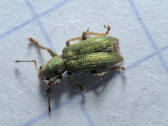 Pachyrhinus lethierryi