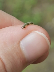 Cosmia trapezina