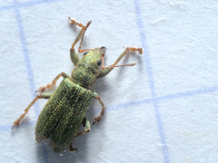 Pachyrhinus lethierryi