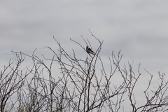 Polihierax semitorquatus