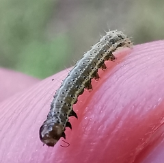 Cosmia trapezina