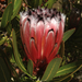 Protea Sect. Speciosae - Photo (c) Jon Sullivan, some rights reserved (CC BY), uploaded by Jon Sullivan