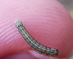 Cosmia trapezina