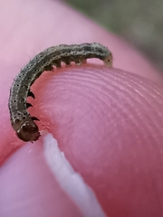 Cosmia trapezina