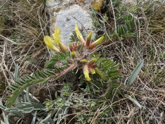 Astragalus utriger