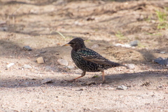 Sturnus vulgaris