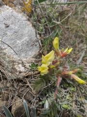 Astragalus utriger