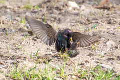 Sturnus vulgaris