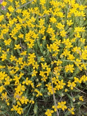 Genista hispanica