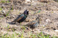 Sturnus vulgaris