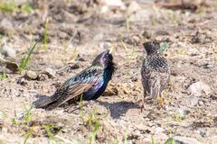 Sturnus vulgaris