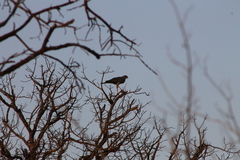 Melierax poliopterus