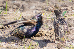 Sturnus vulgaris