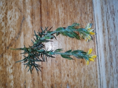 Genista hispanica