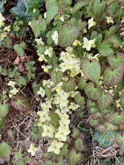 Epimedium × versicolor