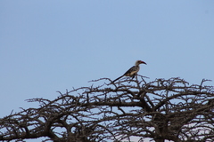 Tockus erythrorhynchus