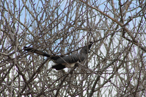 White-bellied Go-away-bird