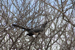 Corythaixoides leucogaster