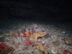 Helicolenus percoides