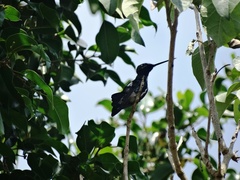 Heliomaster squamosus