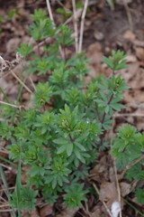 Galium sylvaticum