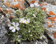 Phlox albomarginata
