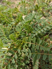 Astragalus guttatus