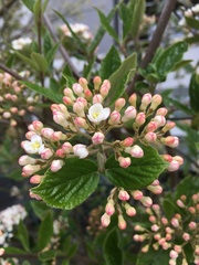 Viburnum × burkwoodii
