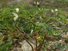 Astragalus guttatus