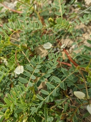 Astragalus guttatus