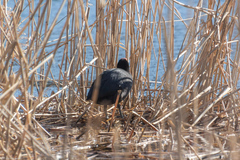 Fulica atra