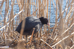 Fulica atra