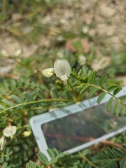 Astragalus guttatus