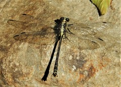 Octogomphus specularis