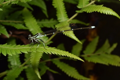 Pseudocopera annulata