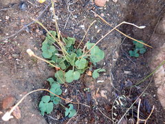 Oxalis imbricata