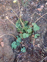 Oxalis imbricata