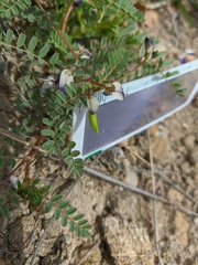 Astragalus guttatus