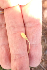 Oxalis imbricata