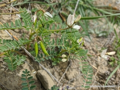Astragalus guttatus