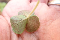Oxalis imbricata