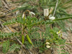 Astragalus guttatus