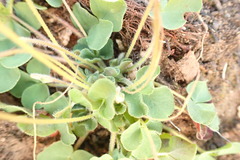 Oxalis imbricata