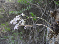 Oresitrophe rupifraga