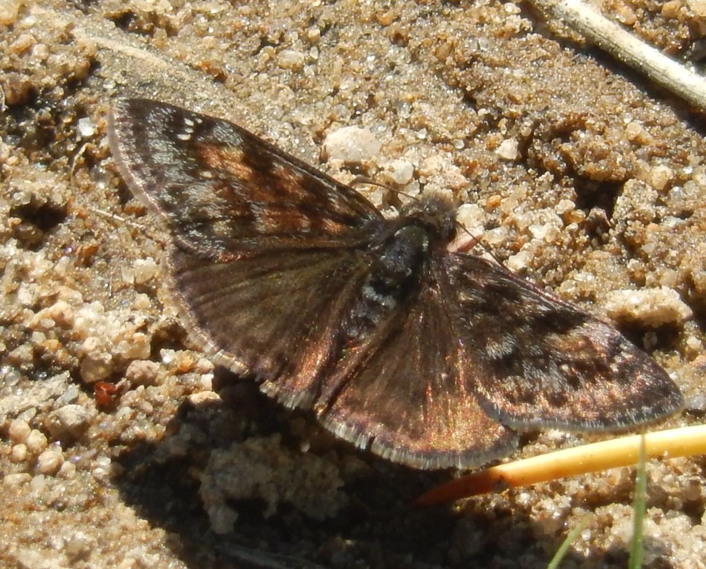 Pacuvius Duskywing (DenverBoulder Metro Area Butterflies and Moths