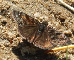 Erynnis pacuvius